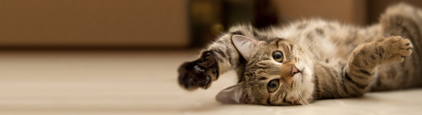 Eine getigerte Katze liegt lang ausgestreckt auf einem Fußboden