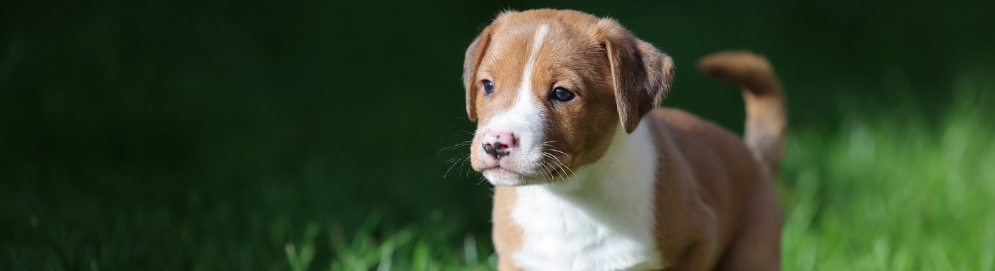 Hundewelpe Nala steht auf einer sonnigen Wiese