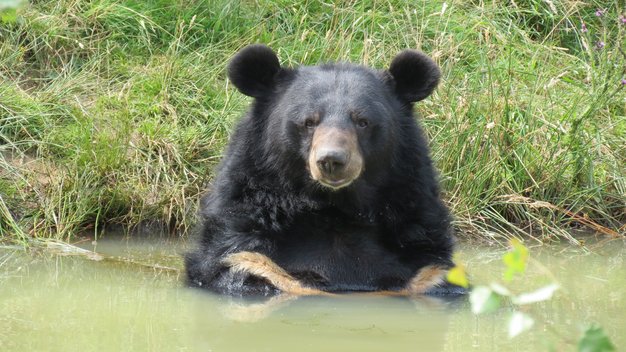Kragenbär Balou sitzt in einem Teich und schaut in die Kamera.
