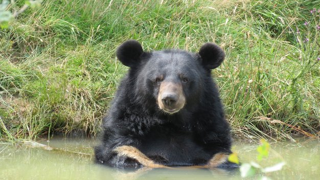 Kragenbär Balou sitzt in einem Teich und schaut in die Kamera.