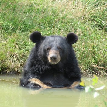 Kragenbär Balou sitzt in einem Teich und schaut in die Kamera.