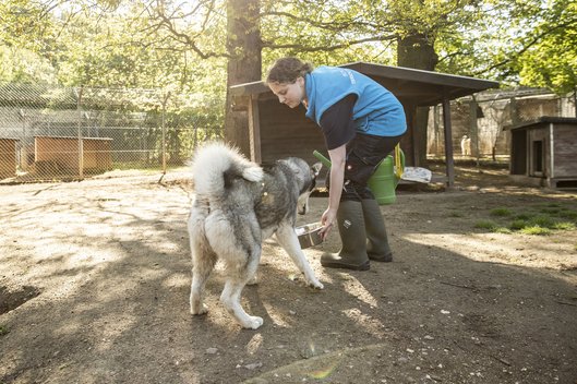 In einem Auslaufbereich füttert ein Pfleger einen Hund