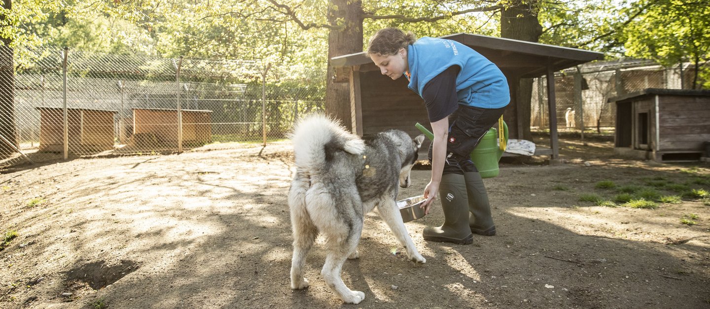 In einem Auslaufbereich füttert ein Pfleger einen Hund