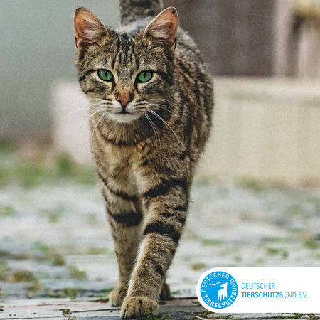 Cover des Jahresberichts 2021 des Deutschen Tierschutzbundes, auf dem eine getigerte Katze in Richtung Kamera über eine Straße läugt
