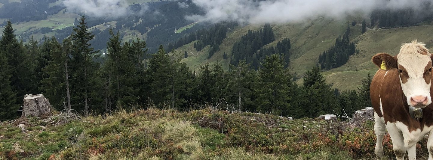 Kuh in den Bergen