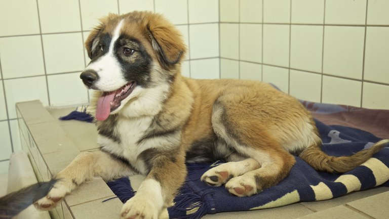 Junger Hund liegt auf einer Decke in einem gefliesten Raum eines Tierheims