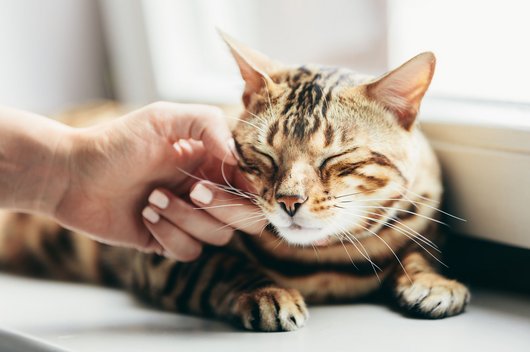 Happy Bengal cat loves being stroked by woman's hand