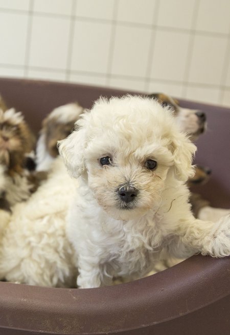 Mehrere aus illegalem Welpenhandel stammende Welpen liegen in einem Hundebett 