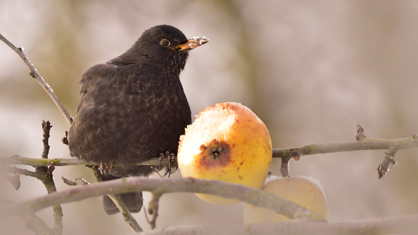 Amsel sitzt auf einem Baum neben einem angefressenem Apfel