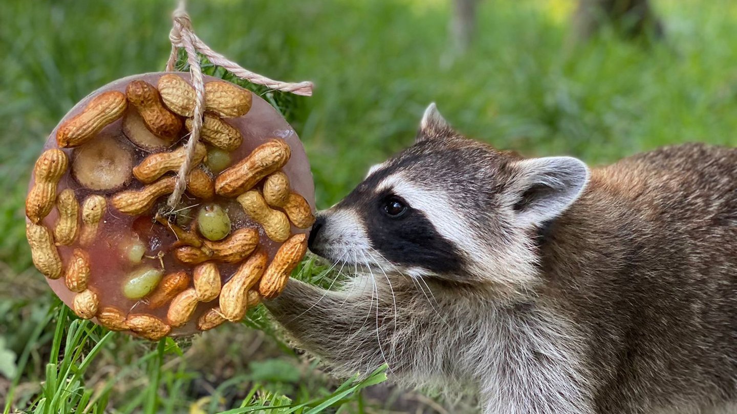Waschbär mit Leckerli