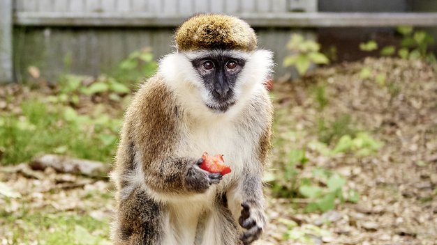 Grüne Meerkatze Chico sitzt mit einer Frucht in der Hand auf einem Baumstamm in seinem Gehege.