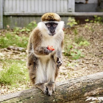 Grüne Meerkatze Chico sitzt mit einer Frucht in der Hand auf einem Baumstamm in seinem Gehege.