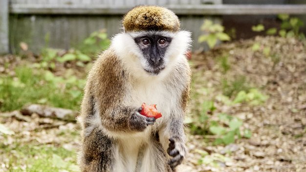 Grüne Meerkatze Chico sitzt mit einer Frucht in der Hand auf einem Baumstamm in seinem Gehege.