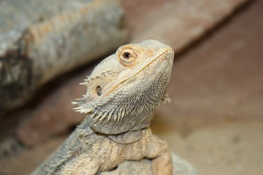 Portrait einer Bartagame