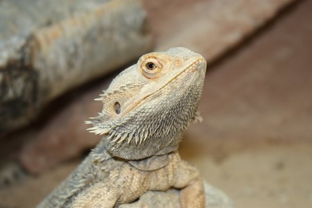 Portrait einer Bartagame