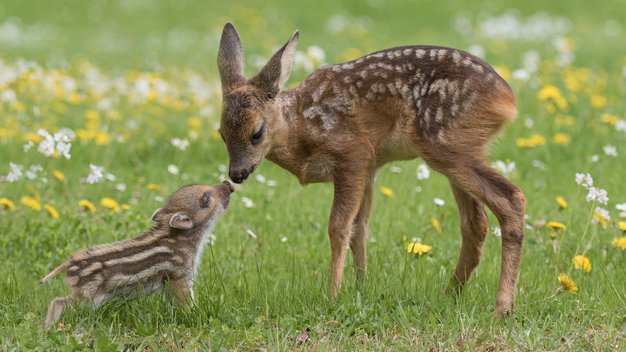 Ein Rehkitz und ein Wildschweinjunges beschnuppern sich auf einer Wiese