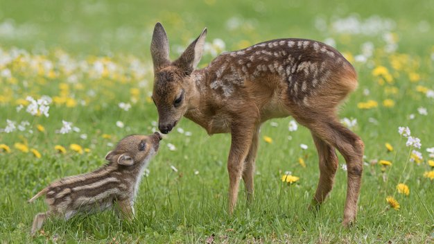 Ein Rehkitz und ein Wildschweinjunges beschnuppern sich auf einer Wiese