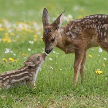 Ein Rehkitz und ein Wildschweinjunges beschnuppern sich auf einer Wiese