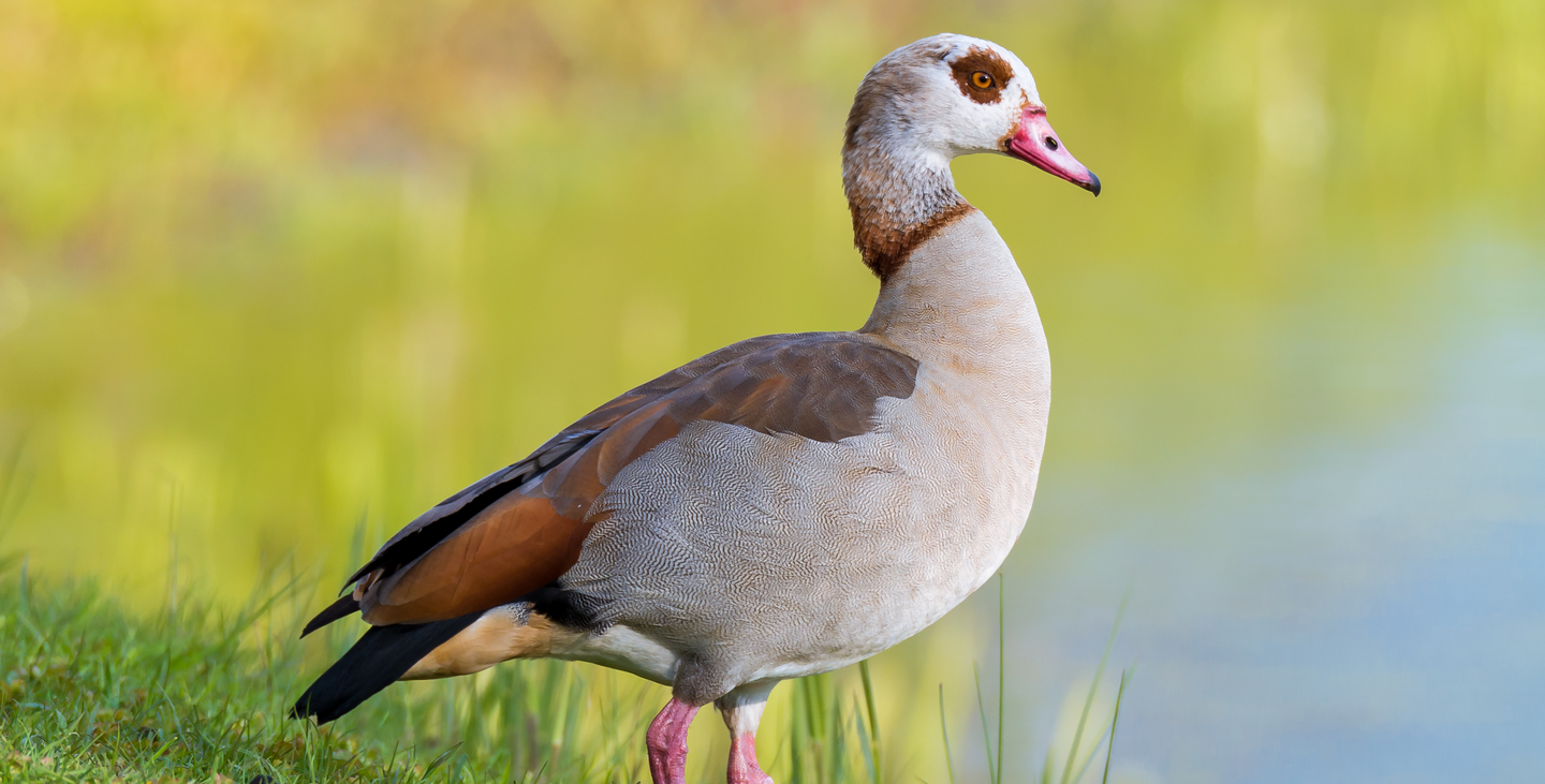 Am Ufer eines Gewässers steht eine Nilgans