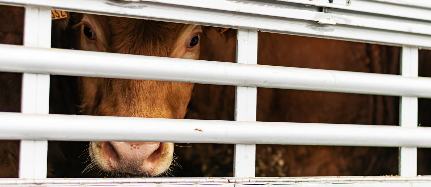 Calf peeking through aeration windows in a cage truck for transporting livestock. Kalb hinter Gittern in einer Transportbox