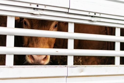 Kalb hinter Gittern in einer Transportbox