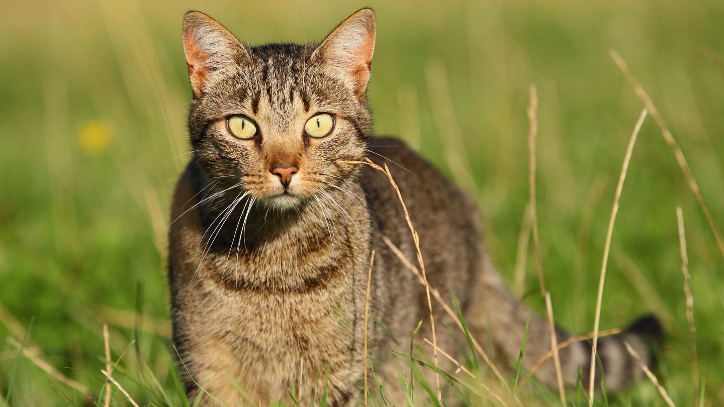 Freigängerkatze steht auf Wiese in der Abendsonne und schaut in die Kamera