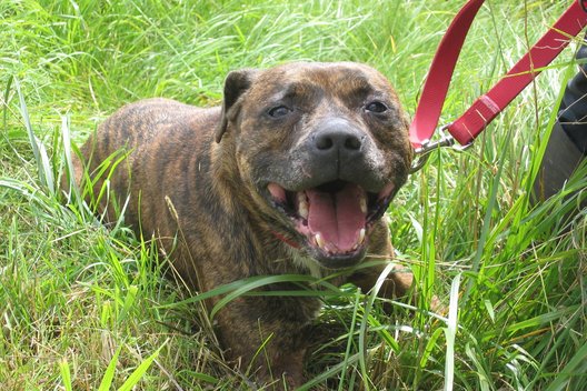 Pit Bull Michaela in unserem Tierschutzzentrum Weidefeld auf einer Wiese liegend