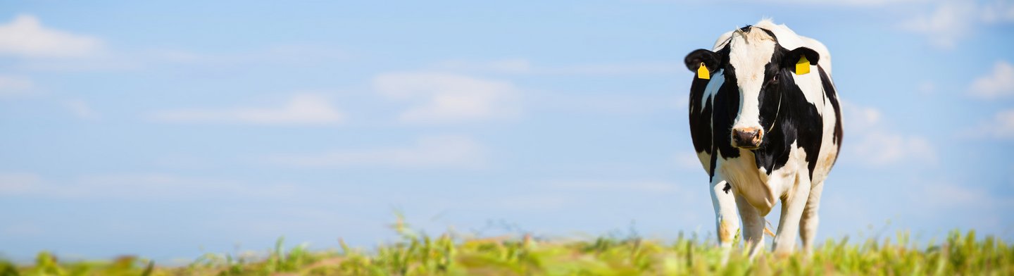 Eine Kuh steht unter blauem Himmel auf einer Wiese