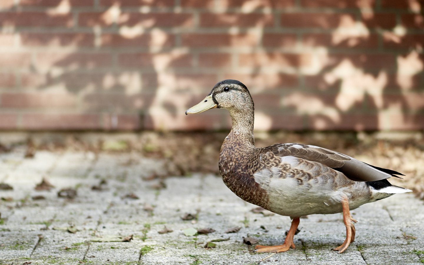 Eine Ente läuft auf der Seevogelrettungsstation Weidefeld an einer Mauer entlang