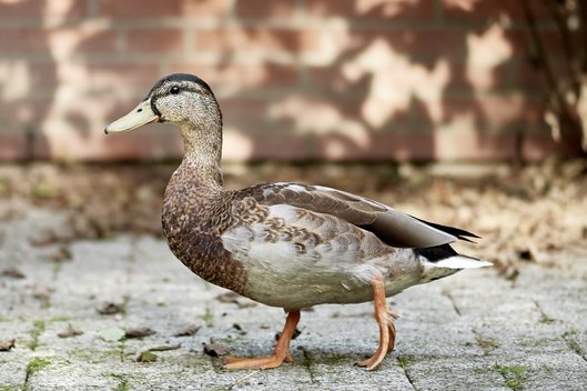 Eine Ente läuft auf der Seevogelrettungsstation Weidefeld an einer Mauer entlang