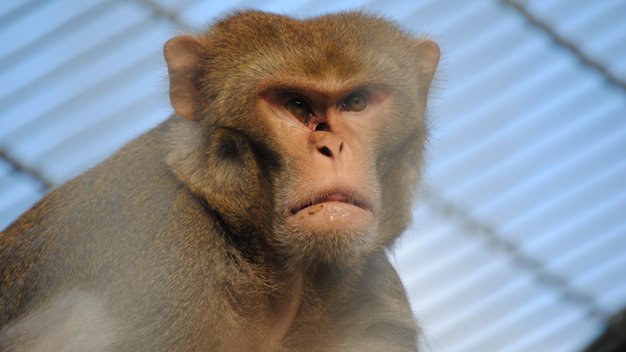 Portrait von Rhesusaffe Charly in seinem Gehege. 