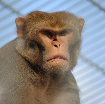 Portrait von Rhesusaffe Charly in seinem Gehege. 