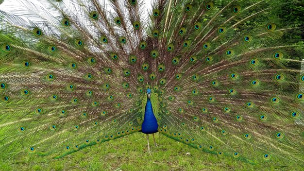 Pfau Eddy schaut in die Kamera und schlägt ein Rad
