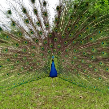 Pfau Eddy schaut in die Kamera und schlägt ein Rad