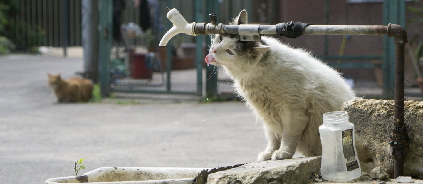 Eine Straßenkatze sitzt neben einem Wasserhahn und versucht zu trinken