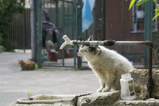 Eine Straßenkatze sitzt neben einem Wasserhahn und versucht zu trinken