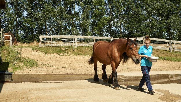Kaltblutstute Zara, Patentier in unserem Tierschutzzentrum Weidefeld, wird von einem Pfleger geführt