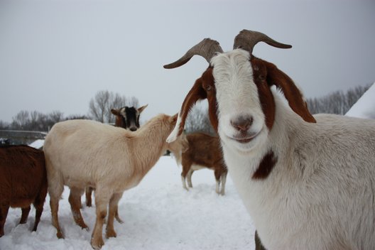 Ziegen im verschneiten Winter auf einer Wiese