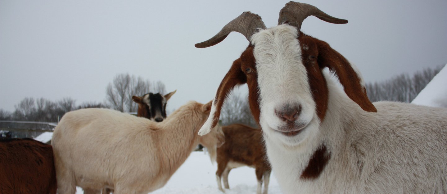 Ziegen im verschneiten Winter auf einer Wiese