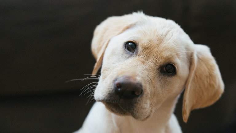 Portrait eines Golden Retrieverwelpens, der mit geneigtem Kopf in die Kamera blickt