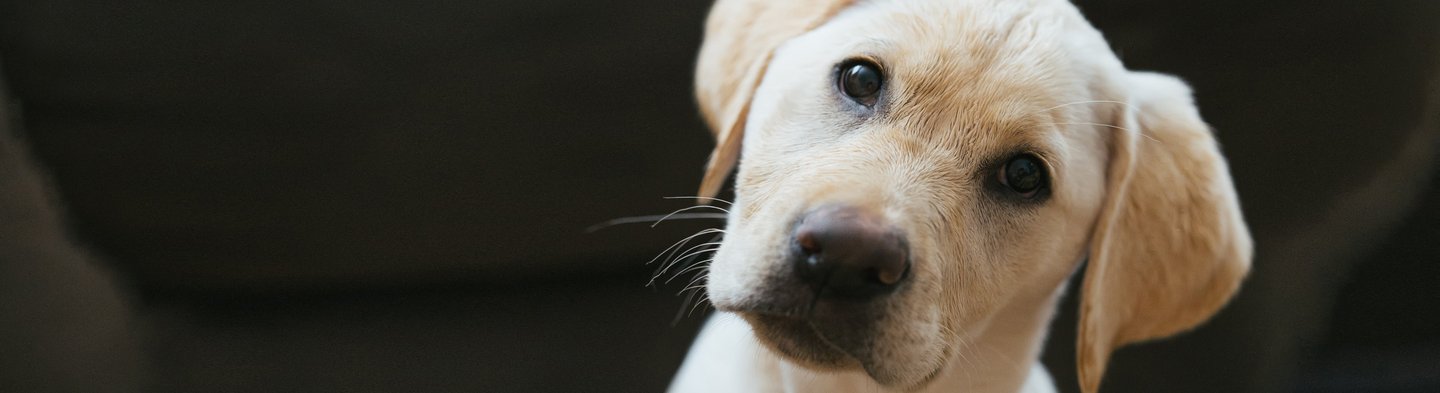 Portrait eines Golden Retrieverwelpens, der mit geneigtem Kopf in die Kamera blickt