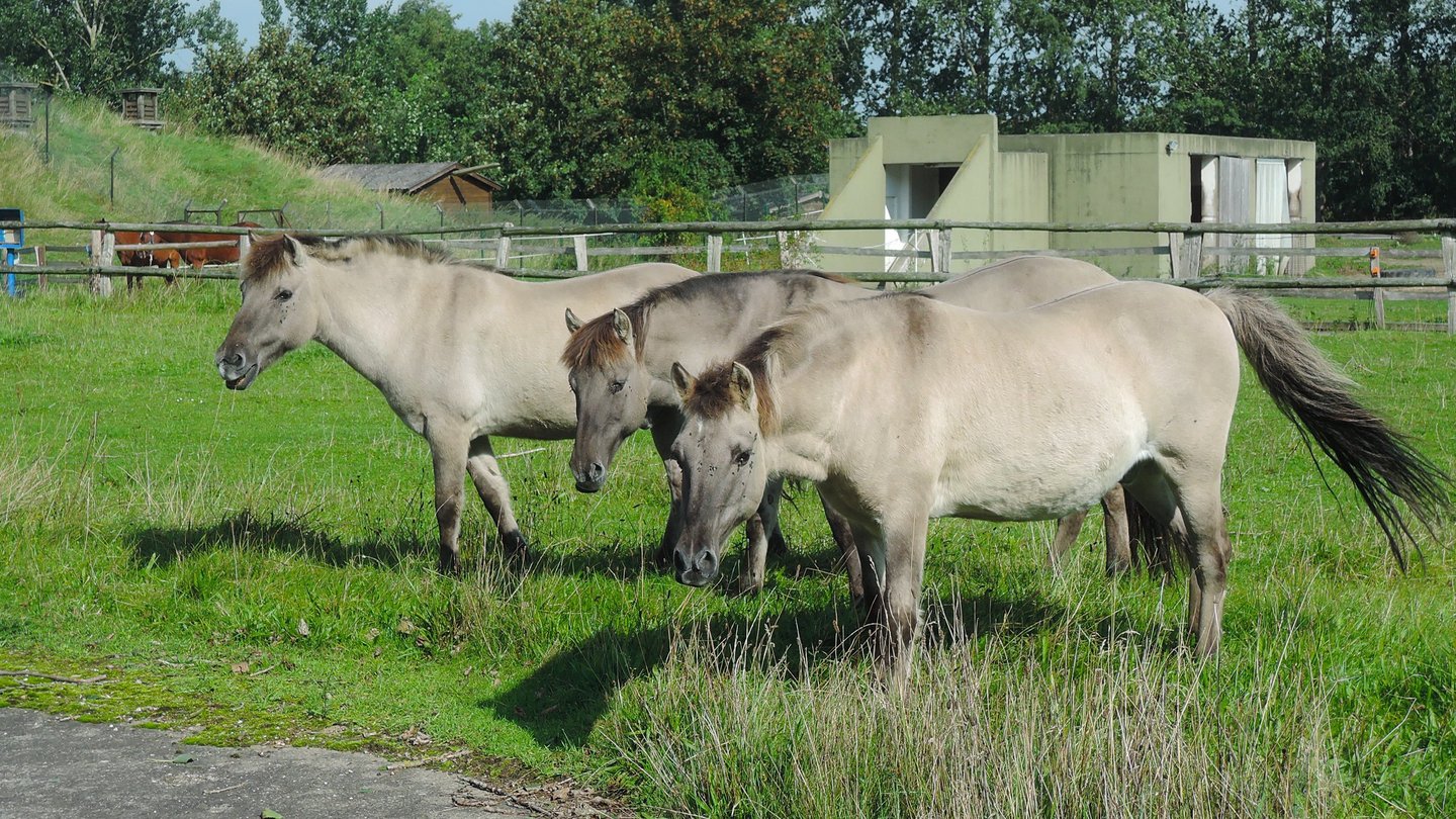 Drei Tarpane auf der Wiese