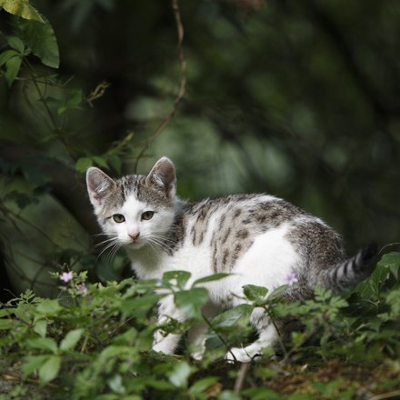 Junge grau-weiße Katze im Wald