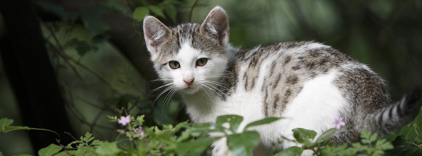 Junge grau-weiße Katze im Wald