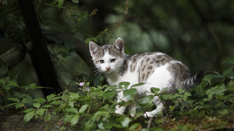 Junge grau-weiße Katze im Wald