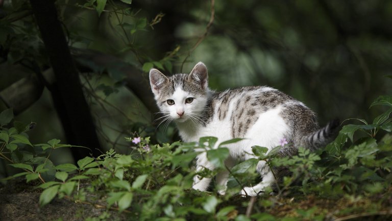 Junge grau-weiße Katze im Wald