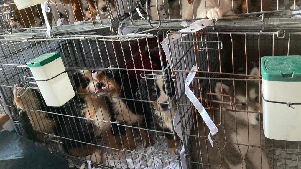 Käfige mit Hundewelpen aus illegalem Welpenhandel