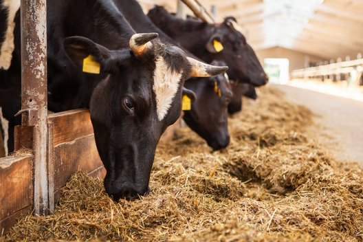 The head of a black and white cow in a paddock on a dairy farm.