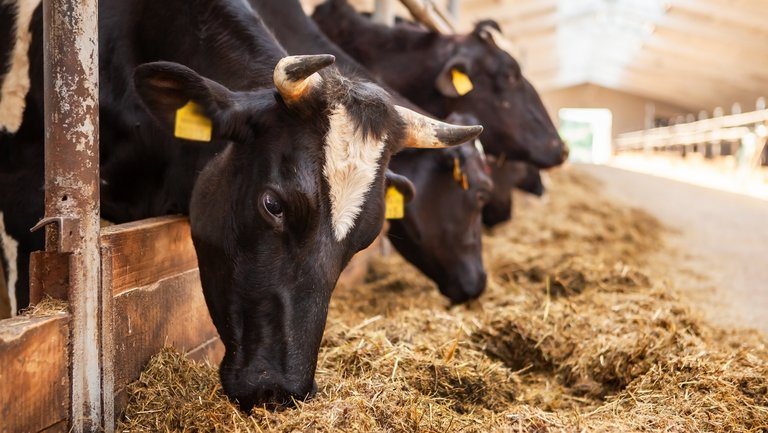 The head of a black and white cow in a paddock on a dairy farm.