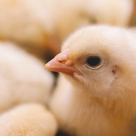 Nahaufnahme eines Kükens, das von weiteren Küken umgeben ist